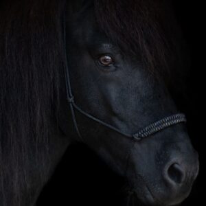 Black Rainbow - Knotenhalfter
