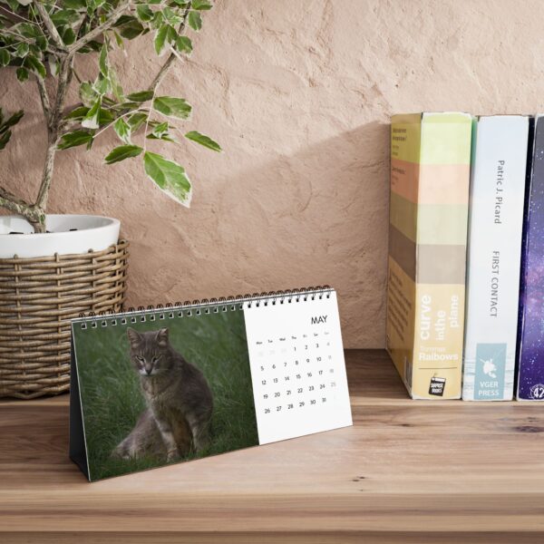 Azoren-Katzen Kalender 2025 – Ein Kalender für den guten Zweck "Azoren Animal Help" – Bild 9