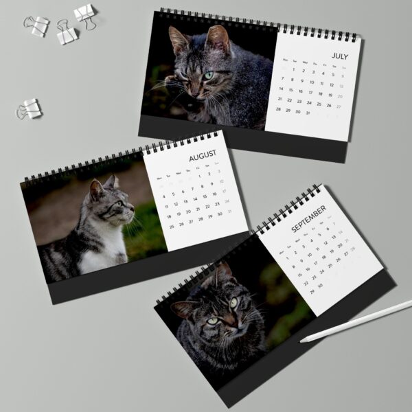 Azoren-Katzen Kalender 2025 – Ein Kalender für den guten Zweck "Azoren Animal Help" – Bild 6